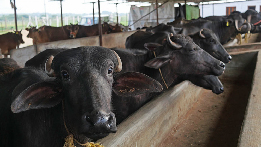 गाई भैँसीलाई सुत्केरी पोषण भत्ता वितरण सुरु