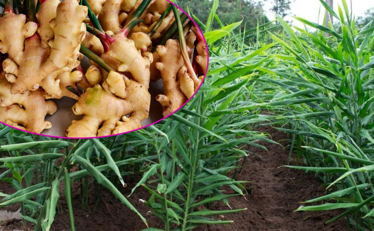 अदुवा खेतीले बढायो किसानको आम्दानी