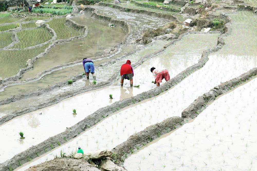 किसान लाई चैते धान रोपाइँको चटारो